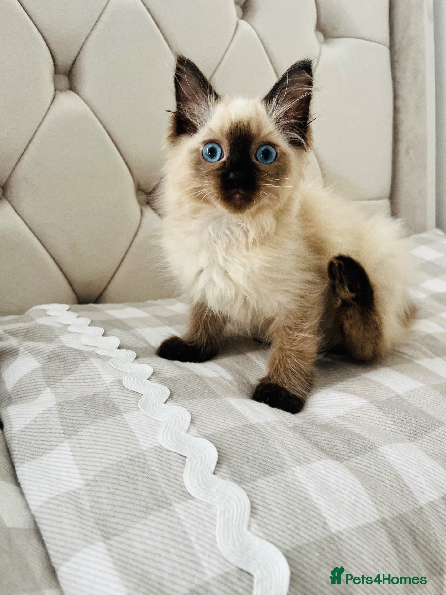 Ragdoll cats Ragdoll kittens  - Advert 4