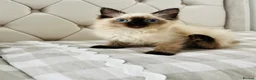 Ragdoll cats for sale: Ragdoll kittens  - Advert 1
