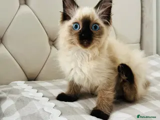 Ragdoll cats Ragdoll kittens - Advert 2