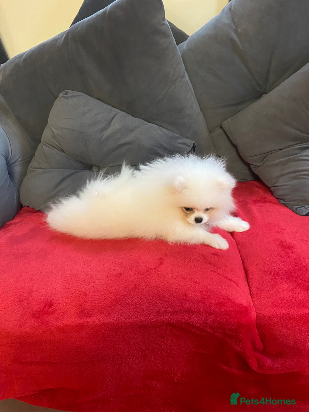 Pomeranian dogs for sale: 12 week old teddy bear Pomeranian white beautiful! - Advert 5