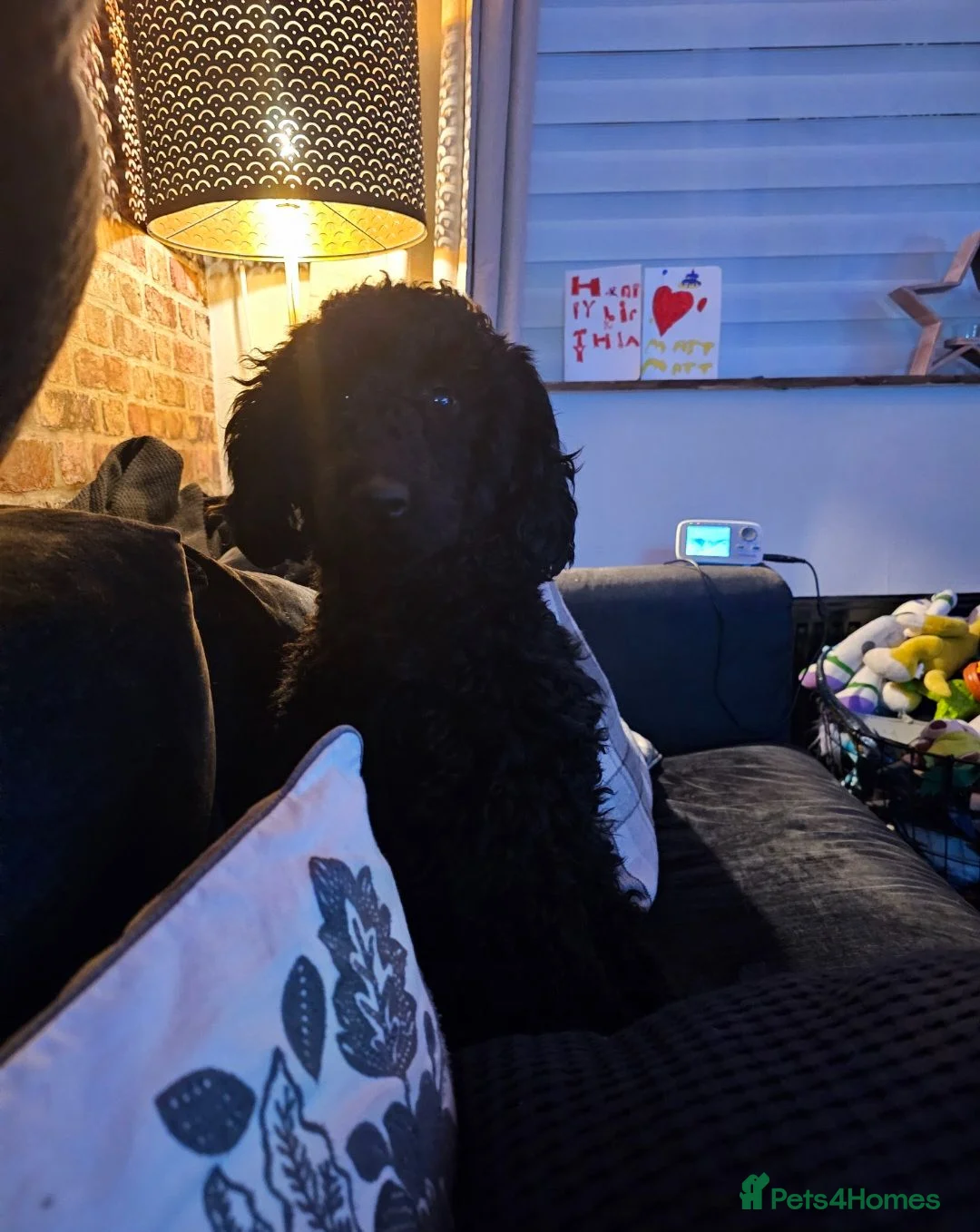 Miniature Poodle dogs for sale: Miniature poodle puppies - Advert 7