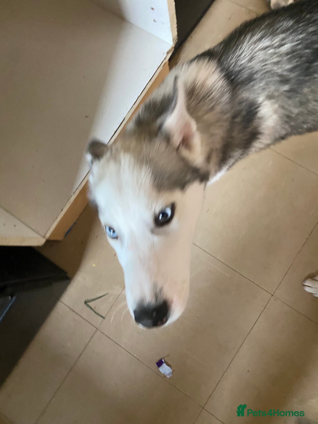 Siberian Husky dogs for sale: ONLY 3 PUPPIES LEFT!!! - Image 17