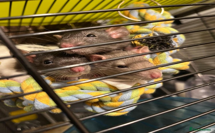 Rat rodents - Advert 1