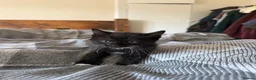 British Longhair cats for sale: Long haired kittens - Advert 4