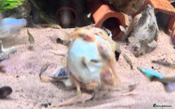 Cichlids fish for sale: Bn,polars,guppies,shrimps - Advert 9