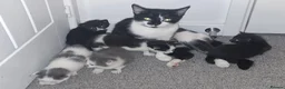 Mixed Breed cats for sale: Beautiful kittens  - Advert 3