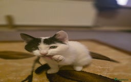 Domestic Shorthair cats for sale: Black and white Kitten come with  ** s  - Image 8