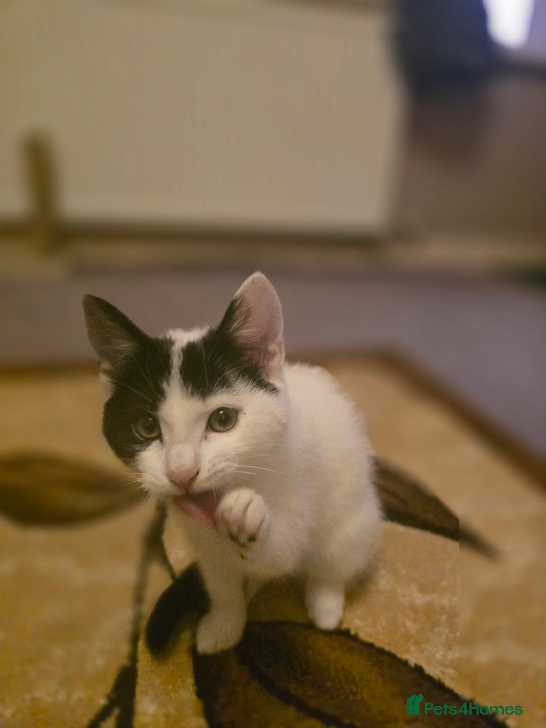 Domestic Shorthair cats for sale: Black and white Kitten come with  ** s  - Image 8