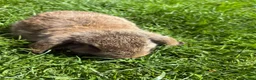 Mini Lop rabbits for sale: Beautiful pure breed mini lops😍 - Advert 22