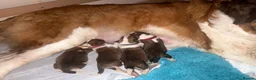 Saint Bernard dogs for sale: Saint Bernard puppies  in Cleethorpes - Advert 2