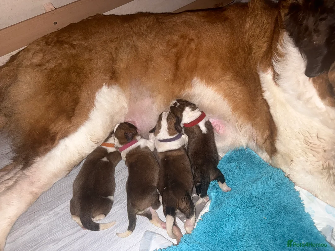 Saint Bernard dogs for sale: Saint Bernard puppies  in Cleethorpes - Advert 2