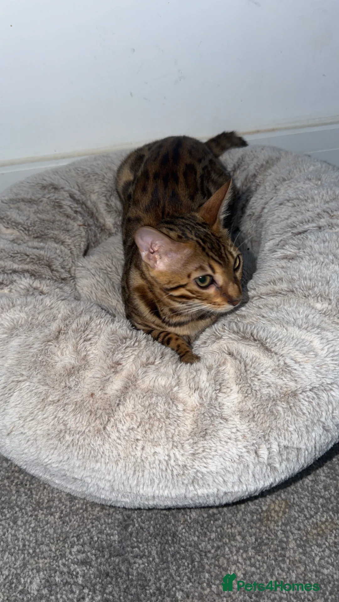 Bengal cats for sale: Beautiful Female Bengal Kitten – 6 Months - Advert 2