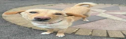 Mixed Breed dogs for adoption: CONNIE Your New Best Friend! 🐾 - Advert 1