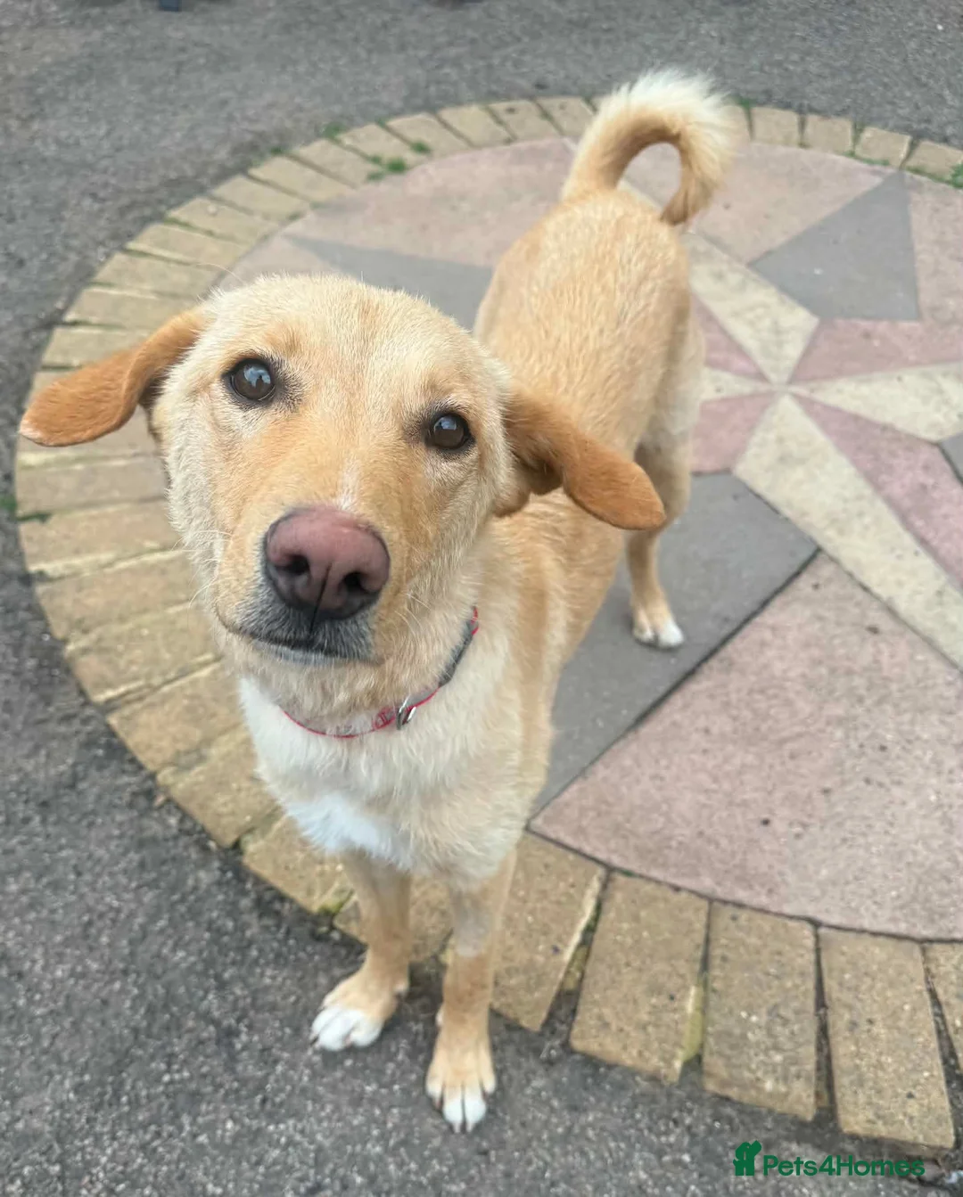 Mixed Breed dogs for adoption: CONNIE Your New Best Friend! 🐾 - Advert 1