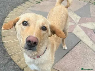 Mixed Breed dogs CONNIE Your New Best Friend! 🐾 - Advert 5