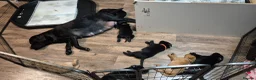 Labrador Retriever dogs for sale: Pure Labrador Retriever/ KC registered  - Advert 15