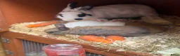 Mixed Breed rabbits for sale: ✨🐇Cute Mixed Breed Baby Bunnies Available😍🐇 - Advert 8