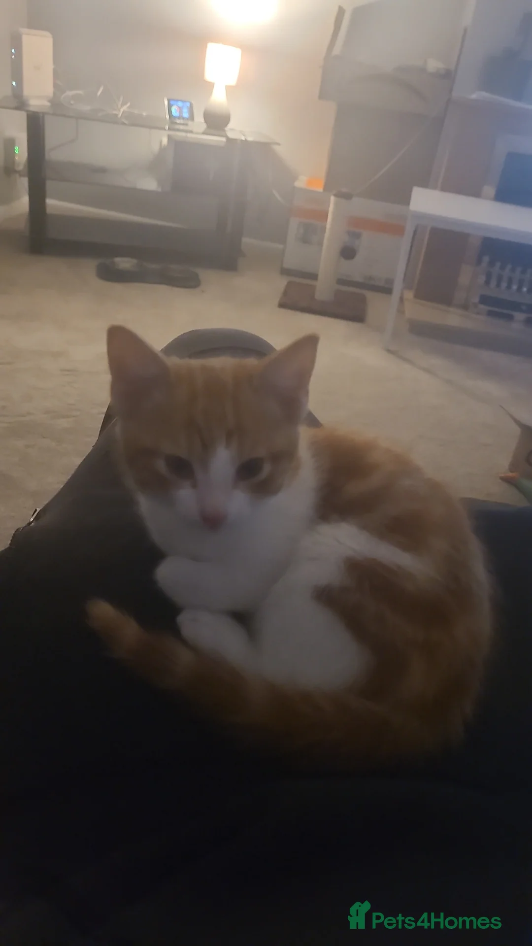 Mixed Breed cats for sale: Kitten - Advert 1