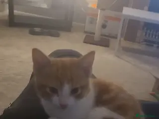 Mixed Breed cats Kitten - Advert 2