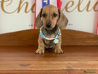 Miniature Dachshund dogs - Advert 11