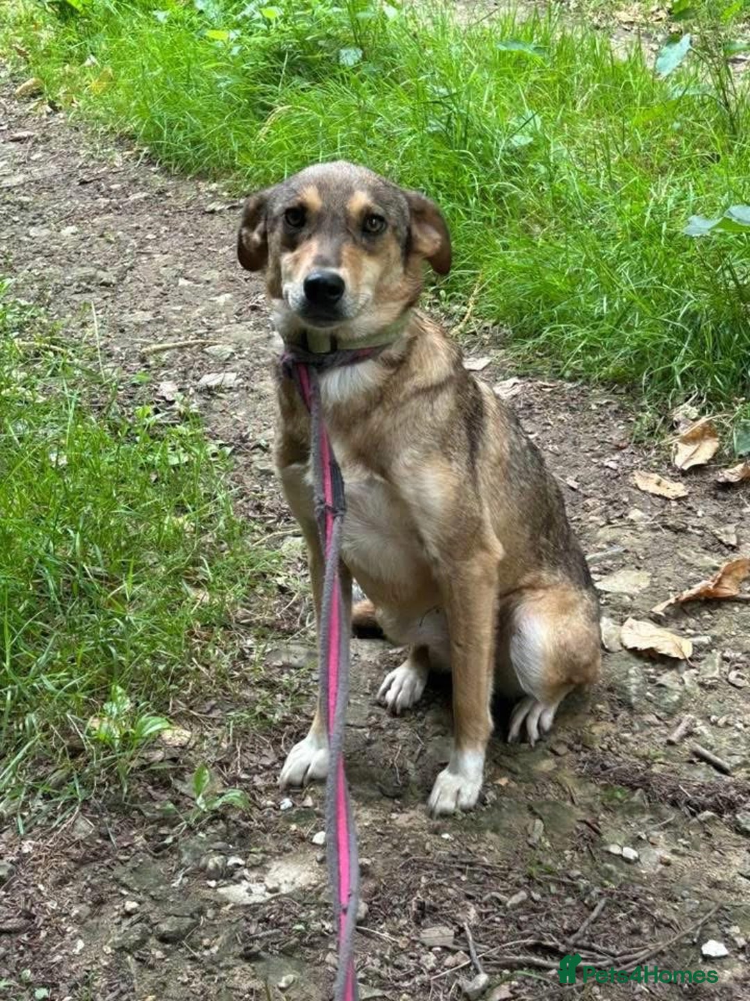 Mixed Breed dogs for adoption: Minnie - Norwich Norfolk  - Image 4