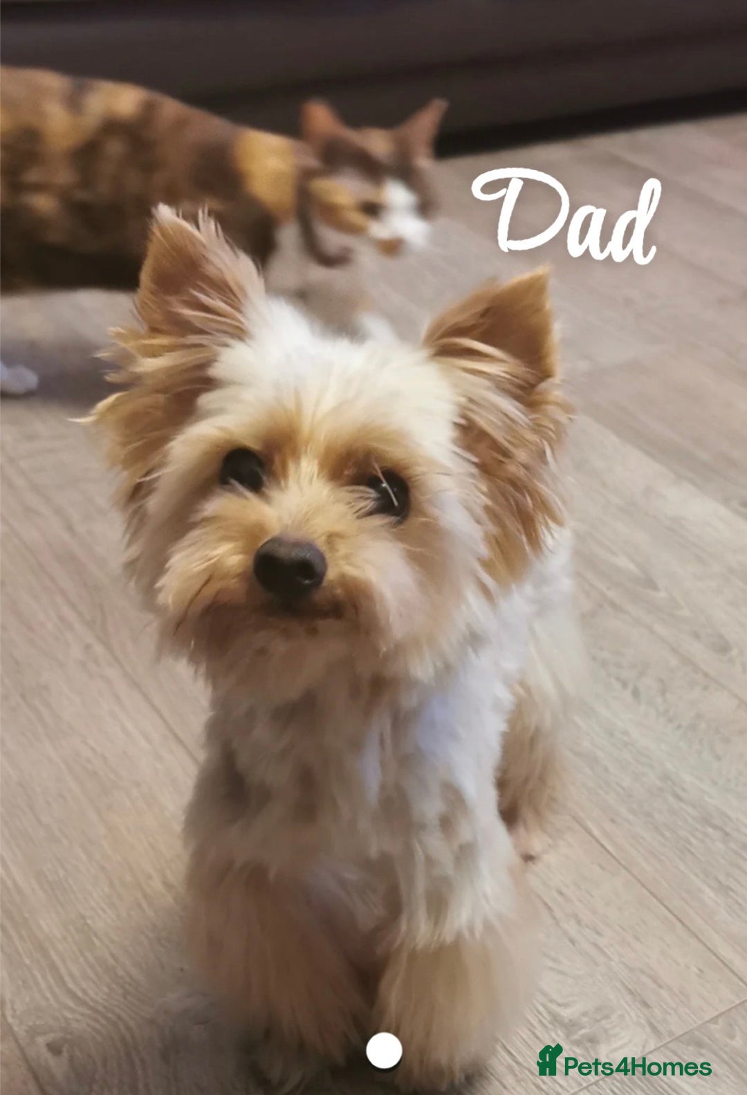 Mixed Breed dogs for sale:  Yorkshire terrier/ lhaso Apso hybrid pups - Advert 8