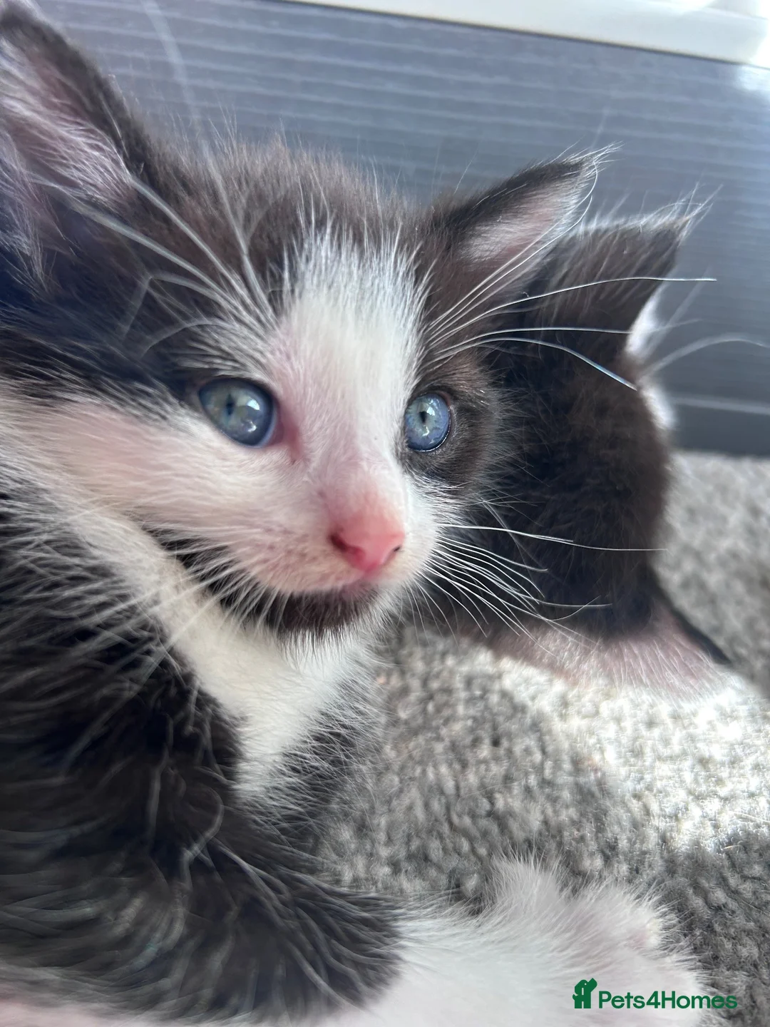 Mixed Breed cats for sale: Kittens in Wigan - Advert 6