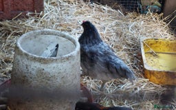 Chickens poultry for sale: 4 araucana x maran cockerels  - Advert 3