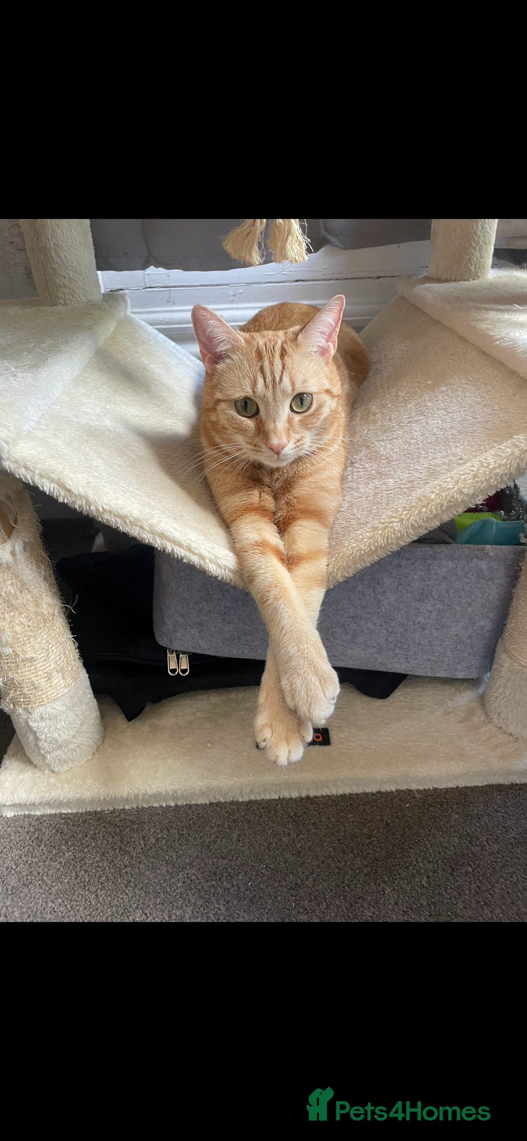 Mixed Breed cats for sale: 2 male ginger and white tabby female for adoption - Image 8