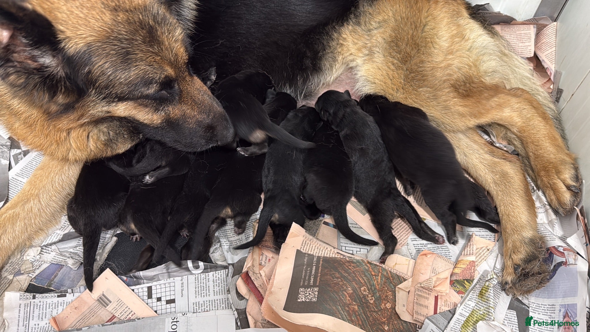 German Shepherd dogs Kcreg GSD pups solid black and black and tan  - Advert 2