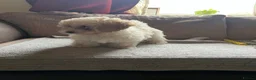 Maltipoo dogs for sale: Pure Maltipoo Puppies   - Advert 13