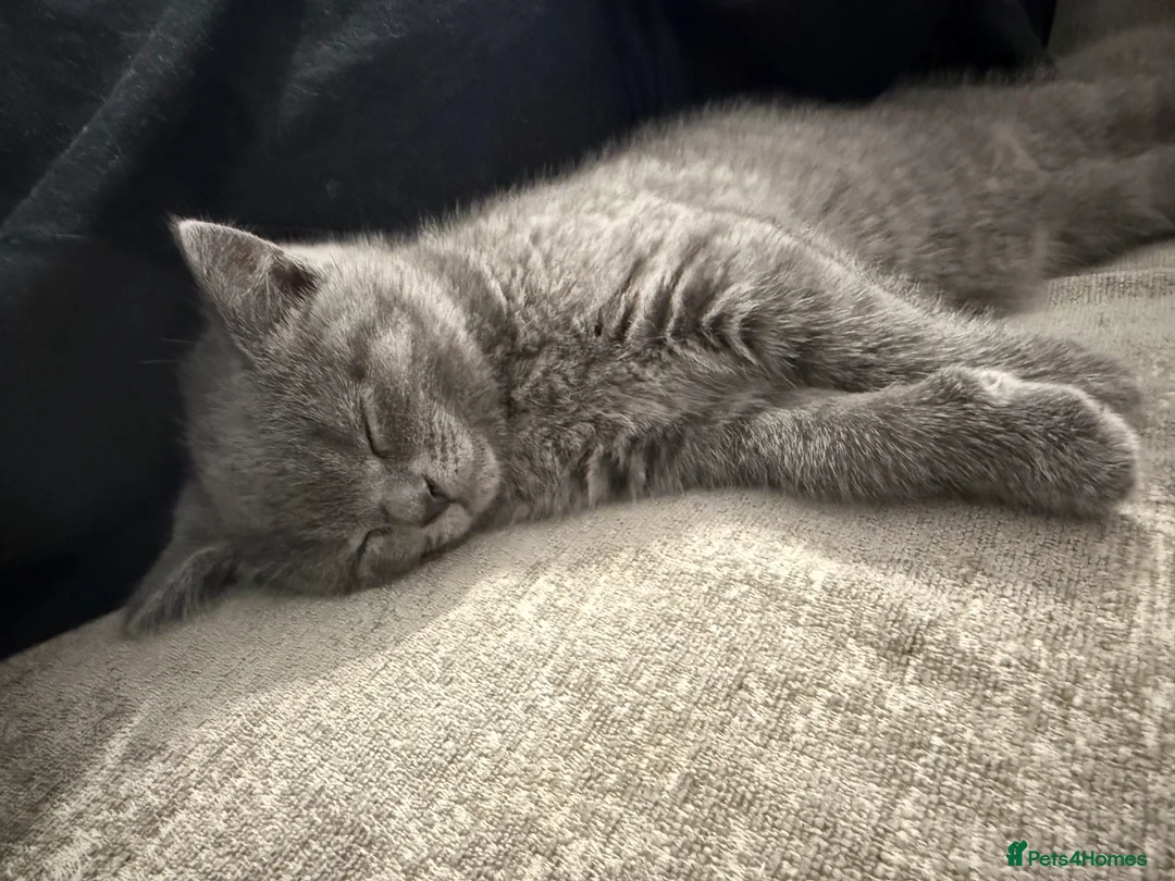 British Shorthair cats for sale: British Shorthair Female - Advert 7