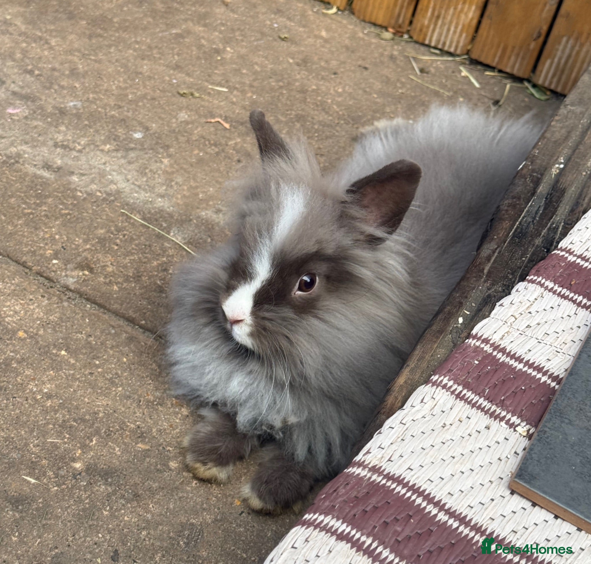 Angora rabbits 2 Bonded Does For Rehome - 5* homes only!!  - Advert 2