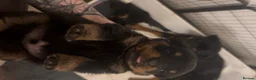 Rottweiler dogs for sale: Rottweiler pups ready to reserve.  - Advert 3
