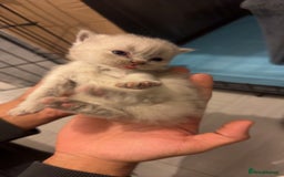 British Shorthair cats for sale: British short hair kittens  - Advert 13