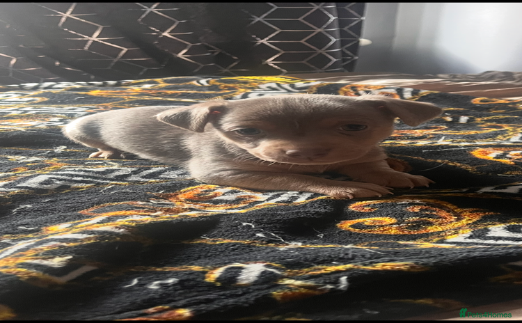 Jack Russell dogs - Advert 3