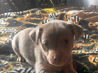 Jack Russell dogs - Advert 2