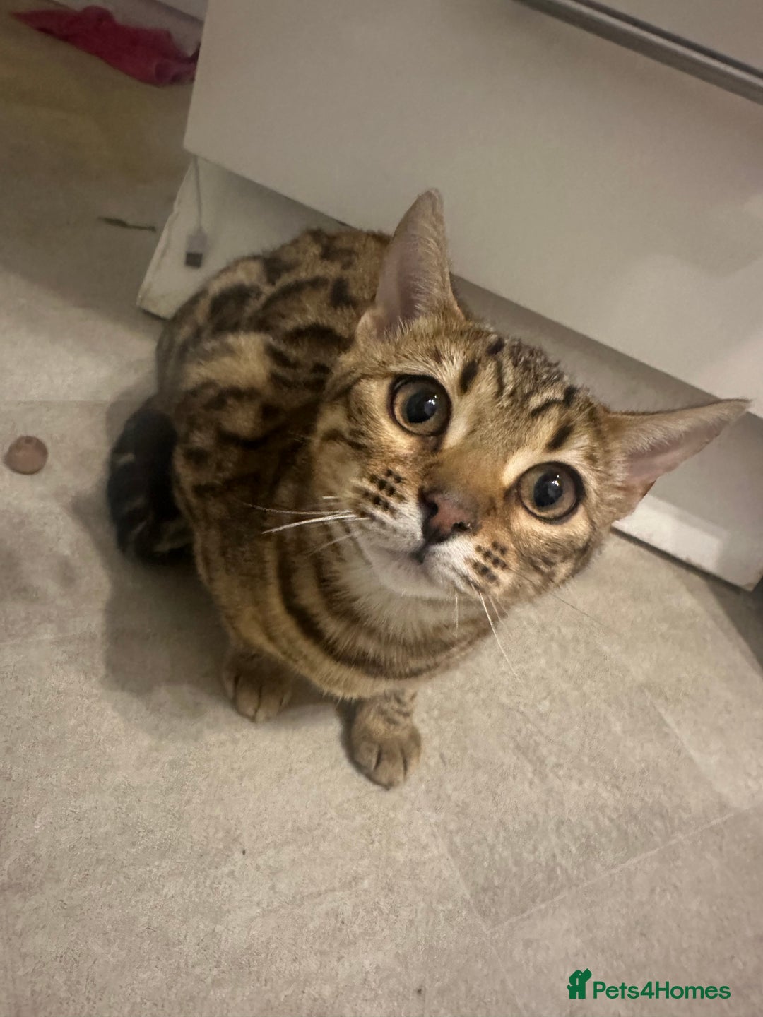 Bengal cats for sale: Bengal female  - Advert 3