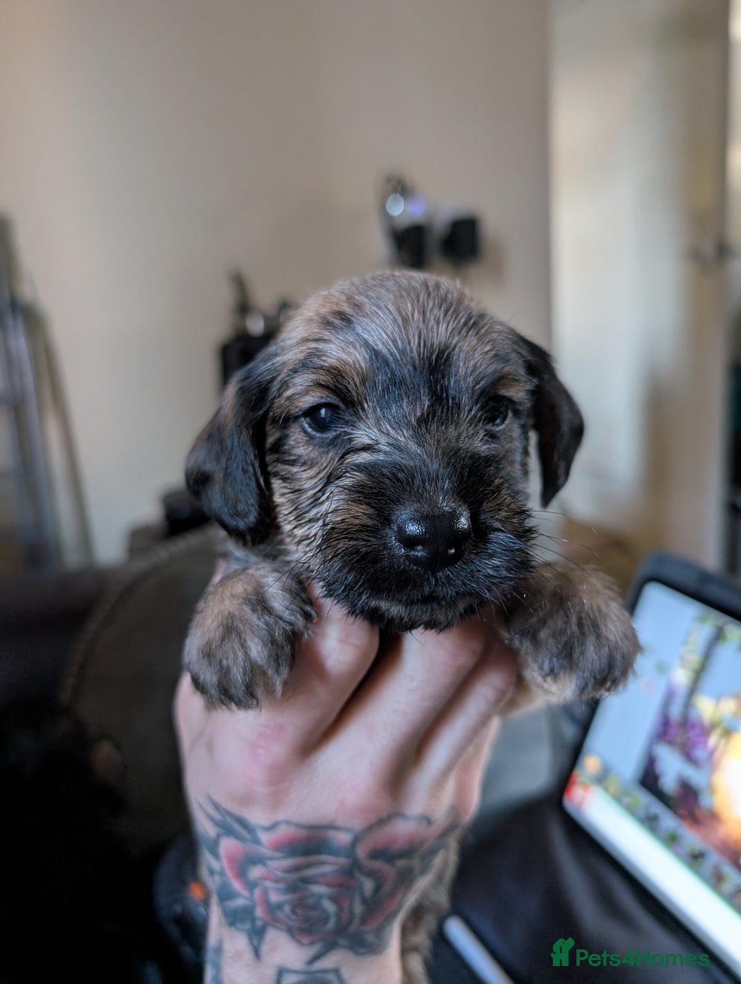 Mixed Breed dogs for sale: Dachshund X Jack Russel hybrid puppies  - Advert 4