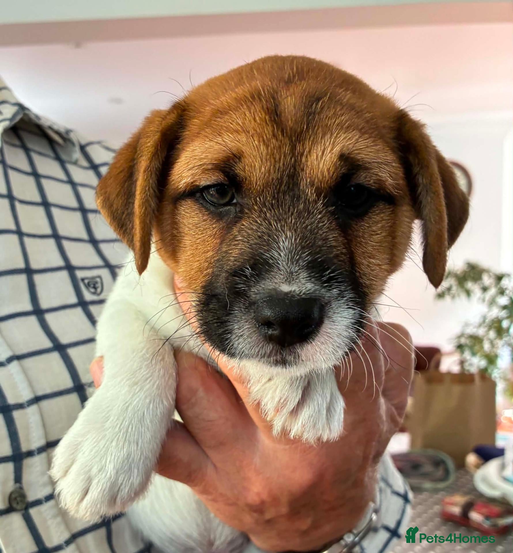 Jack Russell dogs Gorgeous litter of K.C.Registered Jack Russell's - Advert 2