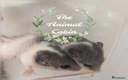 Mouse rodents for sale: Pieds and browns African pygmy dormice!!   - Image 1