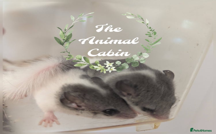 Mouse rodents - Advert 1
