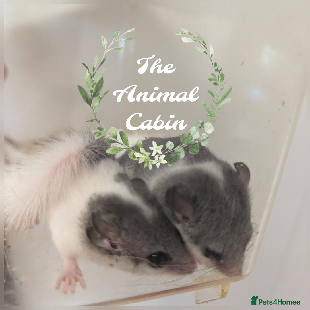 Mouse rodents for sale: Pieds and browns African pygmy dormice!!   - Image 1