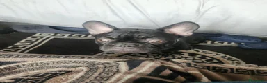 French Bulldog 2