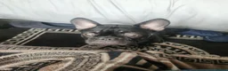French Bulldog dogs for sale: 4 lovely french bulldog  - Advert 7