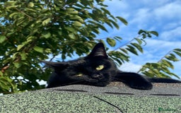 Ragdoll cats for sale: Ragdoll X British Shorthair Black Cat 🐈‍⬛  - Image 1