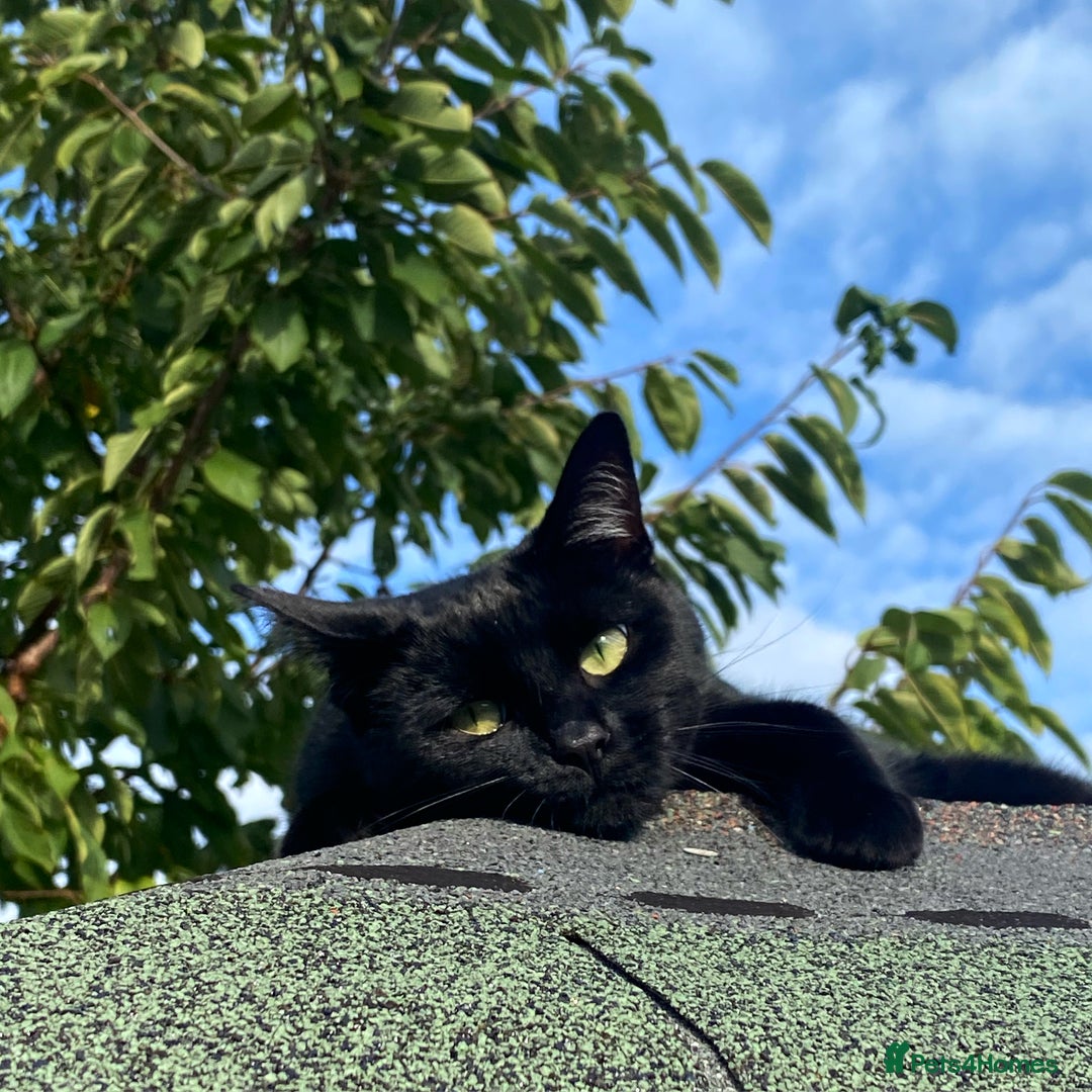 Ragdoll cats for sale: Ragdoll X British Shorthair Black Cat 🐈‍⬛  - Image 1