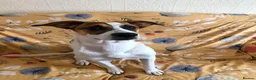 Mixed Breed dogs for adoption: Jillie 🐾 in Beverley - Advert 1