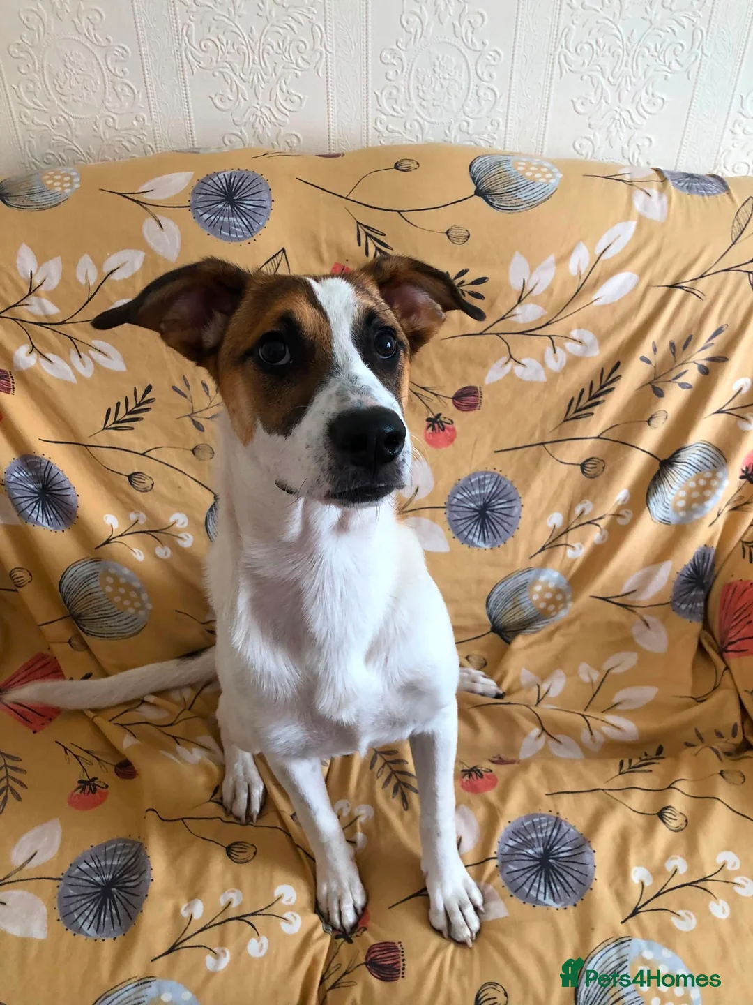 Mixed Breed dogs for adoption: Jillie 🐾 in Beverley - Advert 1