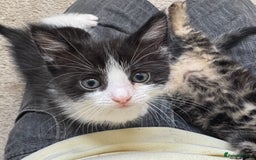 Domestic Shorthair cats for sale: Super sweet kittens - Image 4